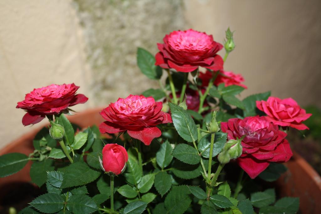 Anemones Rooms Chania  Екстер'єр фото